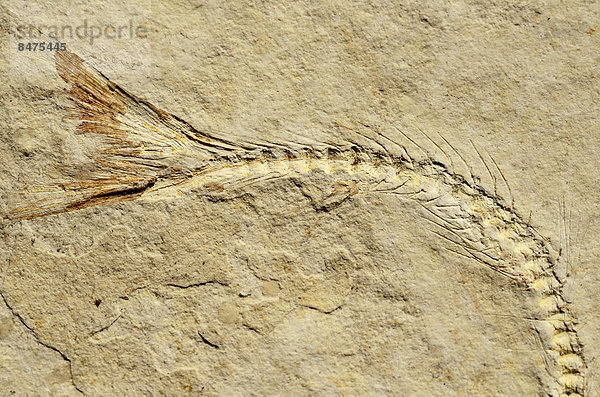 Fossiler Hering-verwandter Fisch (Anaesthanion angustus)  oberer Jura  ca. 150 Millionen Jahre in Solnhofener Plattenkalk