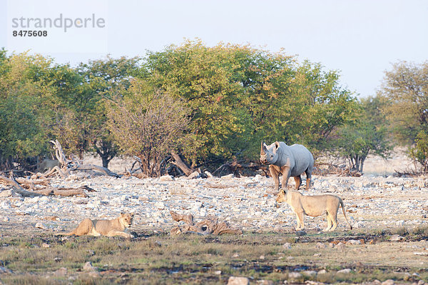 Spitzmaulnashörner (Diceros bicornis) und zwei Löwinnen (Panthera leo)  Wasserloch Rietfontein  Etosha Nationalpark  Namibia