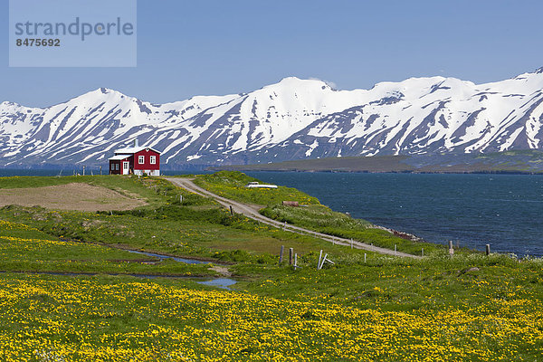 Bauernhaus Blume gelb grün Überfluss rot Wiese Fjord Island