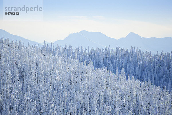 bedecken  Frische  Baum  Schnee