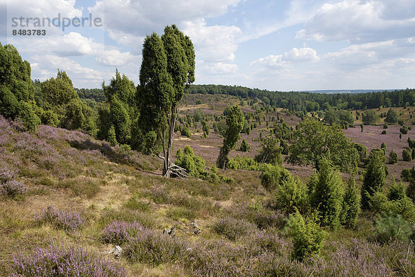 Heidekraut  Besenheide (Calluna vulgaris)  blühend und Gemeiner Wacholder (Juniperus communis)  Totengrund  Wilsede  Naturschutzgebiet Lüneburger Heide  Niedersachsen  Deutschland