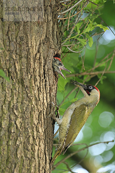 Grünspecht (Picus viridis) füttert Junges am Nest im Baumloch  Deutschland