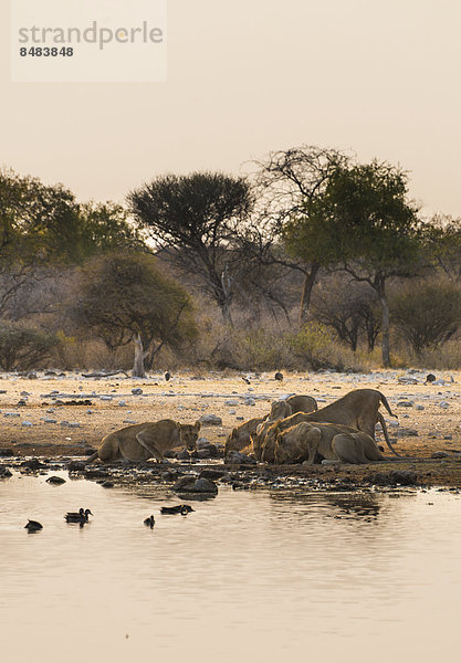 Löwen (Panthera leo)  Rudel beim Trinken an der Wasserstelle Klein Namutoni  Etosha Nationalpark  Namibia
