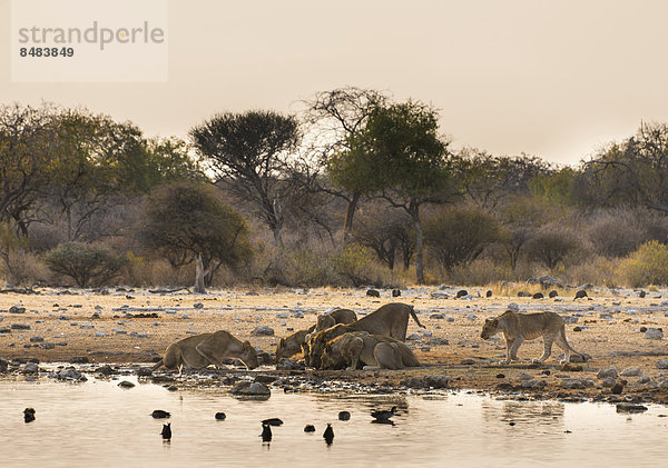 Löwen (Panthera leo)  Rudel beim Trinken an der Wasserstelle Klein Namutoni  Etosha Nationalpark  Namibia