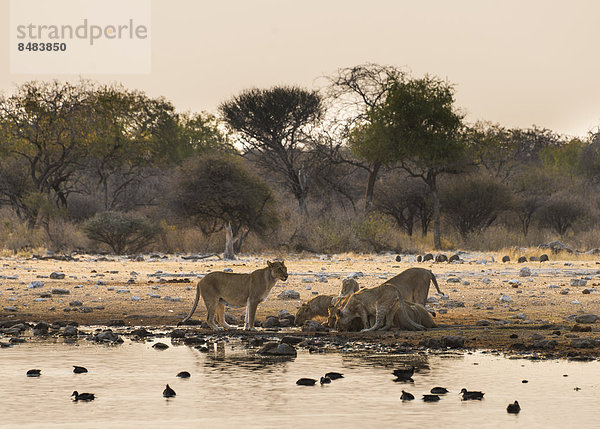 Löwen (Panthera leo)  Rudel beim Trinken an der Wasserstelle Klein Namutoni  Etosha Nationalpark  Namibia