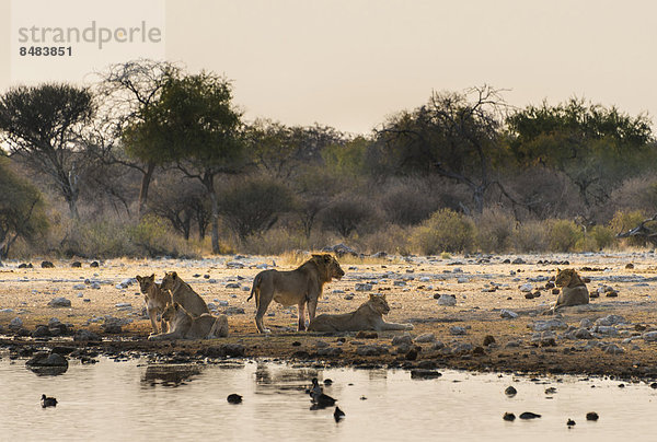 Löwen (Panthera leo)  Rudel beim Trinken an der Wasserstelle Klein Namutoni  Etosha Nationalpark  Namibia