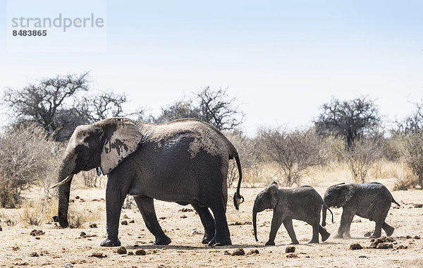 Elefantenkuh mit zwei Jungen  Afrikanischer Elefant (Loxodonta africana)  Etosha National Park  Namibia