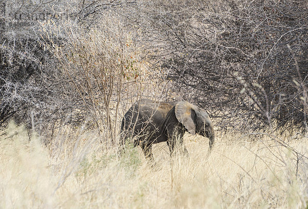 Kleiner Elefant im Gebüsch  Afrikanischer Elefant (Loxodonta africana)  Etosha National Park  Namibia