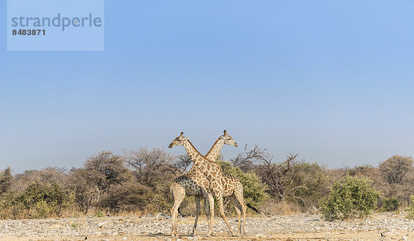 Zwei Giraffen (Giraffa camelopardis) mit gekreuzten Hälsen  Etosha Nationalpark  Namibia