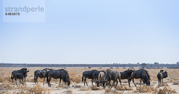 Streifengnu (Connochaetes Taurinus) Herde im trockenen Grasland  Etosha Nationalpark  Namibia