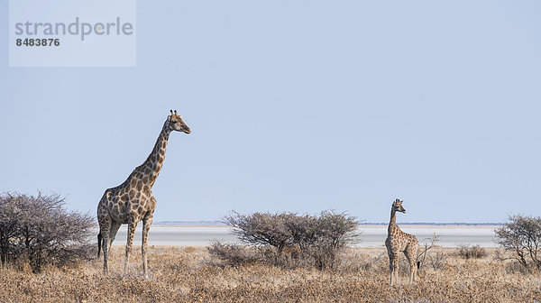 Giraffe mit Jungtier steht neben Gebüsch (Giraffa camelopardis)  Etosha Nationalpark  Namibia