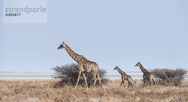 Giraffe (Giraffa camelopardis) mit zwei Jungen vor Gebüsch  hinten Etosha-Pfanne  Etosha Nationalpark  Namibia
