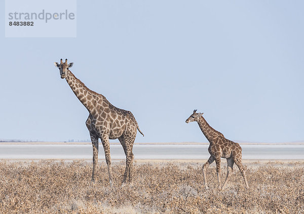 Giraffe (Giraffa camelopardis) mit Jungtier im trockenen Grasland  hinten Etosha-Pfanne  Etosha Nationalpark  Namibia