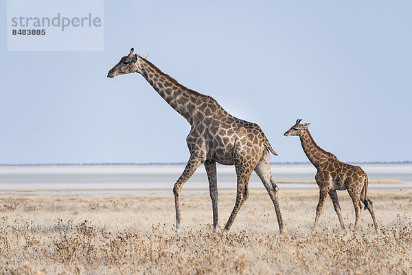 Giraffe (Giraffa camelopardis) mit Jungtier im trockenen Grasland  hinten Etosha-Pfanne  Etosha Nationalpark  Namibia
