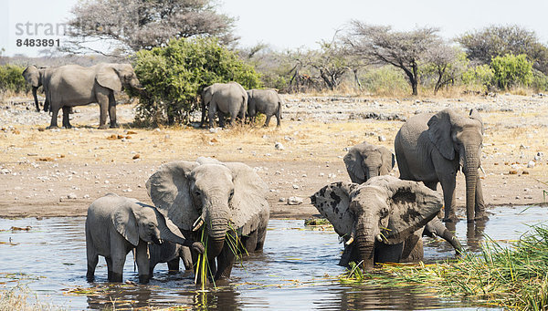 Elefantenherde steht zum Trinken im Wasser  Afrikanischer Elefant (Loxodonta africana)  Wasserstelle Koinachas  Etosha National Park  Namibia
