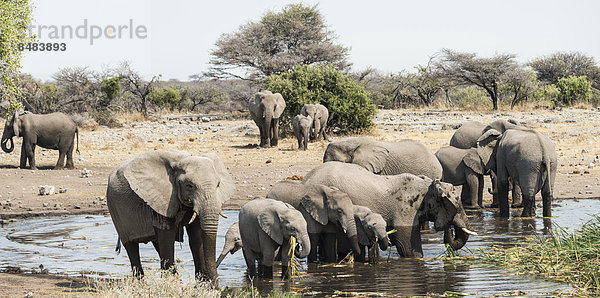 Elefantenherde steht zum Trinken im Wasser  Afrikanischer Elefant (Loxodonta africana)  Wasserstelle Koinachas  Etosha National Park  Namibia