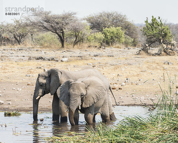 Zwei Elefanten stehen im Wasser zum Trinken  Afrikanischer Elefant (Loxodonta africana)  Wasserstelle Koinachas  Etosha National Park  Namibia