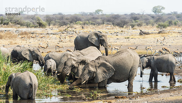 Elefantenherde beim Trinken an der Wasserstelle  Afrikanischer Elefant (Loxodonta africana)  Wasserstelle Koinachas  Etosha National Park  Namibia