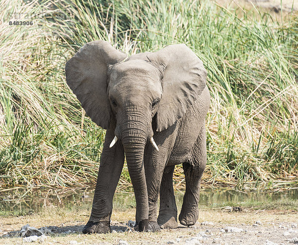 Kleiner Elefant steht vor Schilf  Afrikanischer Elefant (Loxodonta africana)  Wasserstelle Koinachas  Etosha National Park  Namibia