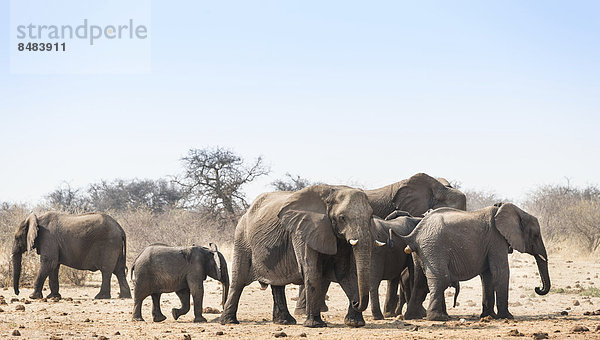 Elefantenherde  Afrikanischer Elefant (Loxodonta africana)  Wasserstelle Tsumcor  Etosha National Park  Namibia