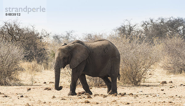 Elefant marschiert  Afrikanischer Elefant (Loxodonta africana)  Etosha National Park  Namibia