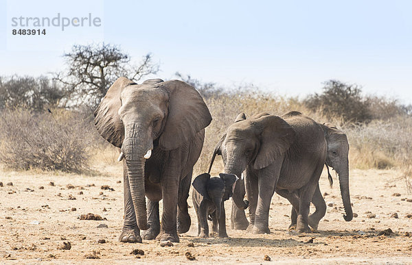 Kleine Elefantenherde mit Baby marschieren  Afrikanischer Elefant (Loxodonta africana)  Etosha National Park  Namibia