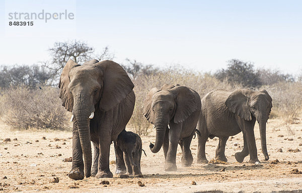 Kleine Elefantenherde mit Baby marschieren  Afrikanischer Elefant (Loxodonta africana)  Etosha National Park  Namibia
