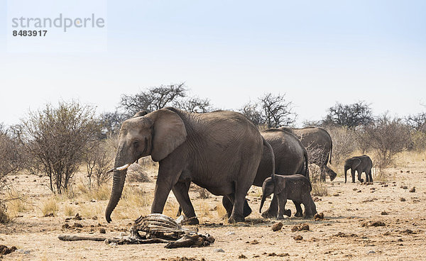 Kleine Elefantenherde mit Baby laufen an Skelett einer Giraffe vorbei  Afrikanischer Elefant (Loxodonta africana)  Etosha National Park  Namibia