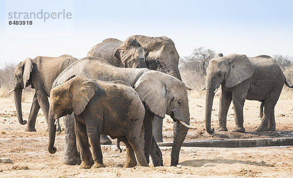 Elefantenherde am Wasserloch  Afrikanischer Elefant (Loxodonta africana)  Wasserstelle Tsumcor  Etosha National Park  Namibia