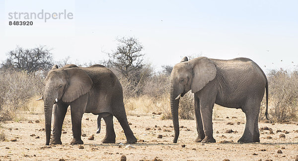 Elefanten  Afrikanischer Elefant (Loxodonta africana)  Etosha National Park  Namibia