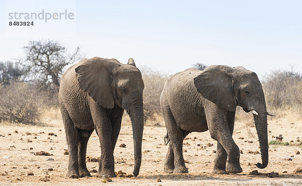 Zwei Elefanten  Afrikanischer Elefant (Loxodonta africana)  Etosha National Park  Namibia