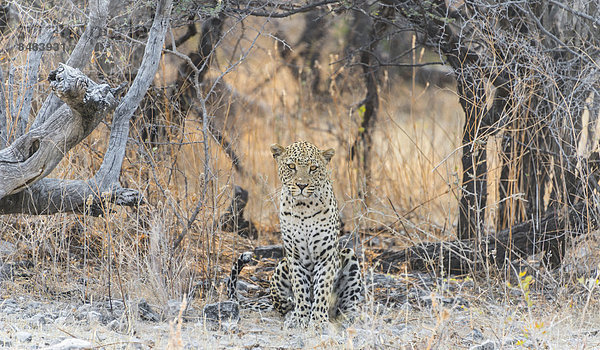 Leopard (Panthera pardus) sitzt unter trockenem Baum auf steinigem Boden  Etosha Nationalpark  Namibia