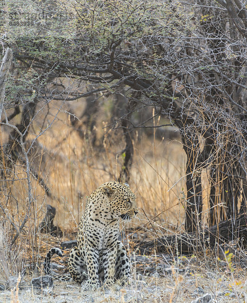 Leopard (Panthera pardus) sitzt unter trockenem Baum auf steinigem Boden  Etosha Nationalpark  Namibia