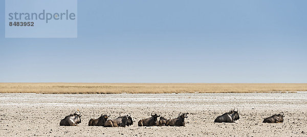 Streifengnu (Connochaetes Taurinus) liegen in der Mittagshitze an ausgetrockneter Wasserstelle am Rand der Etosha Salz-Pfanne  Wasserstelle Springbokfontein  Etosha Nationalpark  Namibia