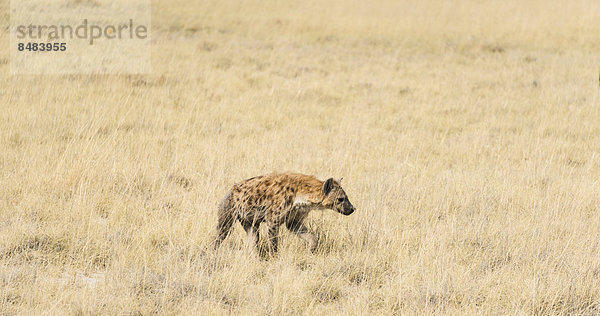 Tüpfelhyäne (Crocuta crocuta) geht durchs trockene Gras  Etosha Nationalpark  Namibia