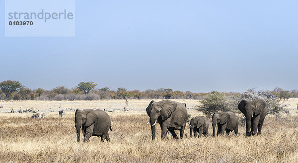 Herde Herdentier trocken Bewegung Namibia Gras Etoscha Wildpark Etosha
