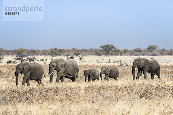 Herde Herdentier trocken Bewegung Namibia Gras Etoscha Wildpark Etosha