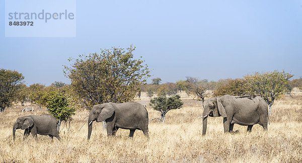 Namibia Etoscha Wildpark Etosha