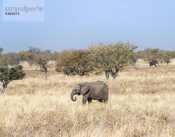 Junger Afrikanischer Elefant (Loxodonta africana) geht durch trockenes Buschland  Etosha Nationalpark  Namibia