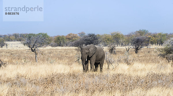 Junger Afrikanischer Elefant (Loxodonta africana) geht durch trockenes Buschland  Etosha Nationalpark  Namibia