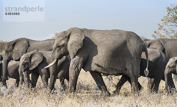 Afrikanischer Elefant (Loxodonta africana)  Elefantenherde  Etosha Nationalpark  Namibia