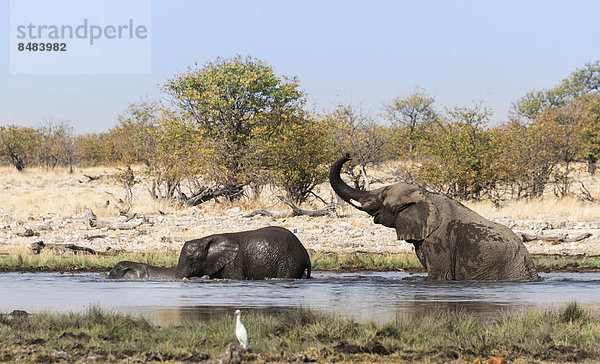 Afrikanische Elefanten (Loxodonta africana) mit Jungen baden im Wasser  Wasserstelle Rietfontein  Etosha Nationalpark  Namibia