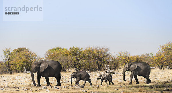 Elefant Namibia schwimmen Etoscha Wildpark Etosha Kalb