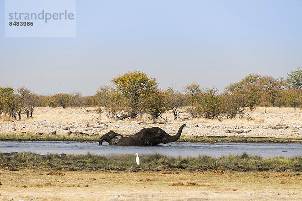Zwei badende Afrikanische Elefanten (Loxodonta africana) im Wasser  Wasserstelle Rietfontein  Etosha Nationalpark  Namibia