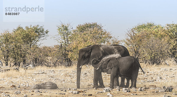 Afrikanischer Elefant (Loxodonta africana)  Alttier und Kalb beim Staubbad  Wasserstelle Rietfontein  Etosha Nationalpark  Namibia