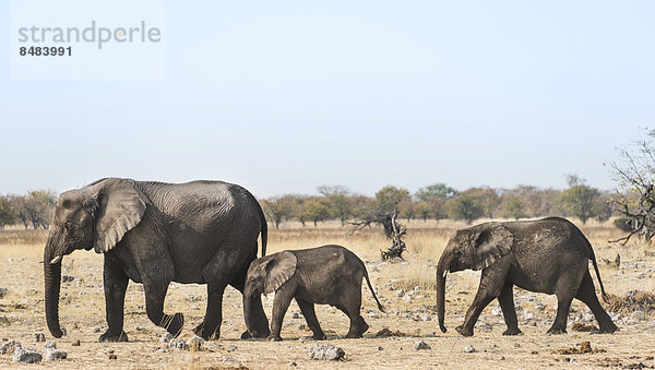 Afrikanische Elefanten (Loxodonta africana)  nach dem Baden  Etosha Nationalpark  Namibia