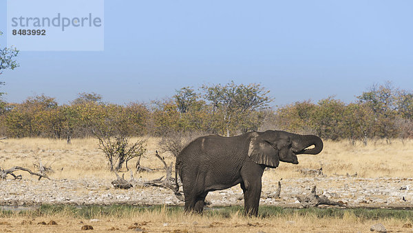 Junger Afrikanischer Elefant (Loxodonta africana) trinkt  Wasserstelle Rietfontein  Etosha National Park  Namibia