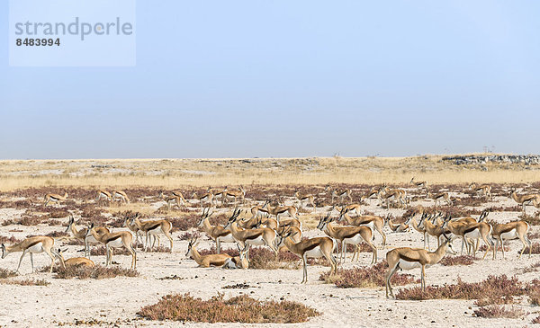Herde Springböcke (Antidorcas marsupialis)  Etosha Nationalpark  Namibia