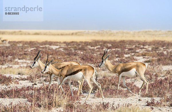 Gruppe Springböcke (Antidorcas marsupialis)  Etosha Nationalpark  Namibia