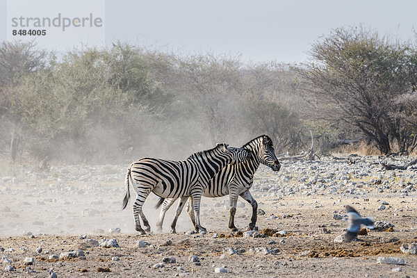 Zwei kämpfende Burchell-Zebras (Equus quagga burchellii)  Etosha Nationalpark  Namibia